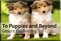 Modules-To-puppies-and-beyond | MiddleWeb